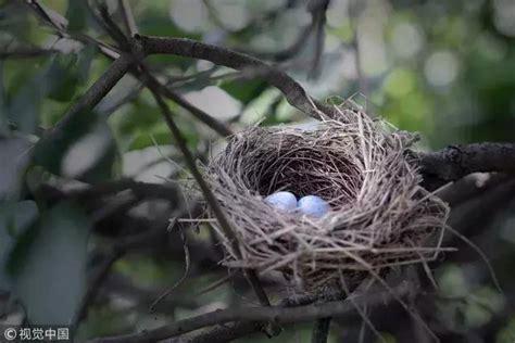 小鳥在家築巢|【鳥在家裡築巢】鳥兒築巢在自家！是福是禍？專家曝。